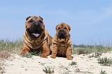 SHAR-PEI 118